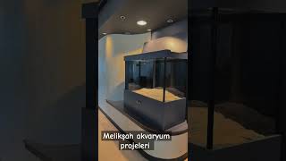 Melikşah akvaryum projeleri akvaryumdekoru aquarium akvaryumkurulumu aquascape fish [upl. by Irac504]