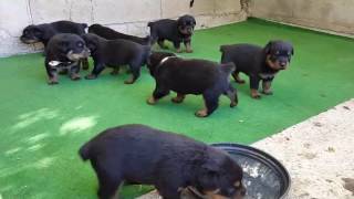 les chiots et parents rottweiler [upl. by Marlen199]