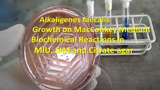 Alkaligenes faecalis Colony Morphology on Macconkey agar and Biochemical Reactions Demonstration [upl. by Ashly353]