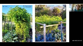 Totally Tomatoes Growing Tomatoes in SouthwestCentral Florida [upl. by Adnak395]