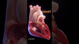 Understanding the Heart🫀🫀 Structure and Function of Its Four Chambers shorts [upl. by Blaire]