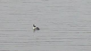 Bufflehead Duck [upl. by Ynatirb210]