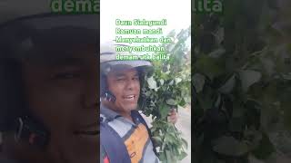 Daun Sialagundi ramuan mandi utk menyembuhkan demam [upl. by Attenhoj]