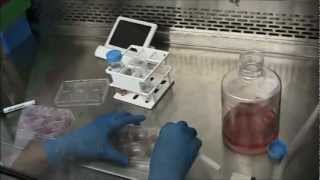 The Parkinsons Institute Stem Cell Passaging Video [upl. by Akeme510]