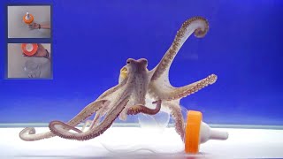 Octopus Intelligence Experiment Takes an Unexpected Turn [upl. by Dredi]