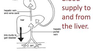 Liver structure and function [upl. by Ial]