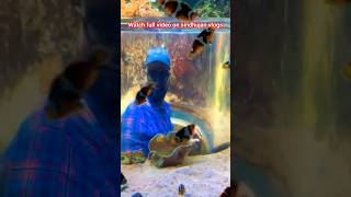 Marine Kingdom Clown fish tamilvlog tamil marinekingdom clownfish [upl. by Kciredes]