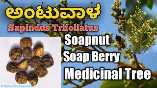 ಅಂಟುವಾಳ Sapindus Trifoliatus South Indian Soapnut [upl. by Templas]