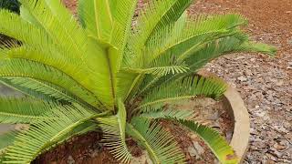 Encephalartos laevifolius [upl. by Liarret]