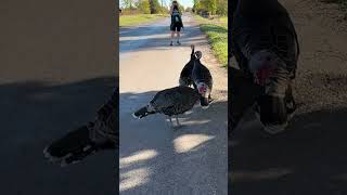 Attack of the Wild Turkeys Lots of exciting new videos for 20242025 shorts healthybodybysophie [upl. by Aerdnak850]