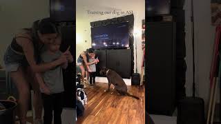 Training our dog in ASL for my Deaf son sahm mom signlanguage parenting Deaf ASL dog [upl. by Aisel341]