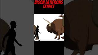 Bison Latifrons [upl. by Steele]