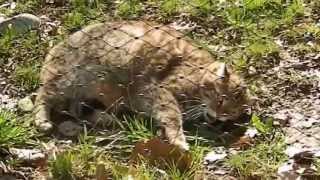 Katzen Wildkatze  Cat  Felis silvestris  Wildcat [upl. by Damiani245]