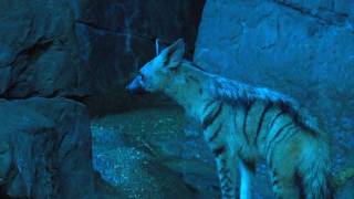 Aardwolf  Cincinnati Zoo [upl. by Suolhcin]