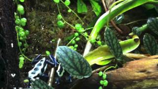 Dendrobates tinctorius Oyapock [upl. by Aidas972]