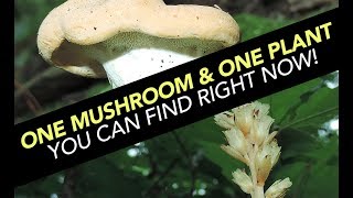 One Mushroom amp One Plant You Can Find Right Now [upl. by Aiclid]