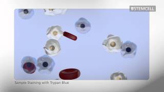 How to Count Cells Using a Hemocytometer [upl. by Llenrrad611]