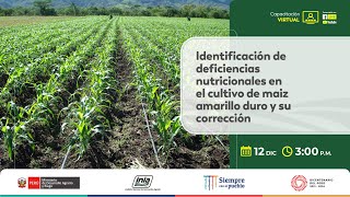 Identificación de deficiencias nutricionales en el cultivo de maiz amarillo duro y su corrección [upl. by Schwenk]