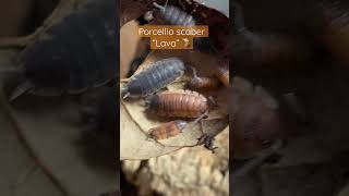 🌋 Lava Isopods isopod insect bug reptiles vivarium woodlouse invertebrate bioactive [upl. by Mariano763]