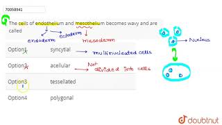 The cells of endothelium and mesothelium becomes wavy and are called [upl. by Lea]