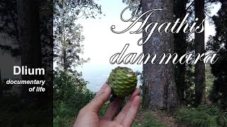 Amboyna pine Agathis dammara  part 2 [upl. by Layor932]