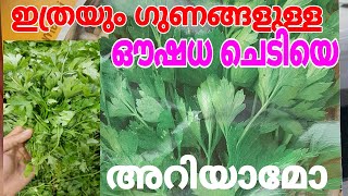 ഇത്രയും ഗുണങ്ങൾ ഉള്ള ഔഷധ ചെടിയെ അറിയാമോ parsley leaves  bagdonas ayamodakam leaves  good health [upl. by Werda591]