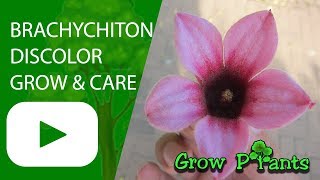 Brachychiton discolor  grow amp care [upl. by Enined]