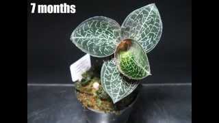 【Jewel orchid anoectochilus formosanus】movement [upl. by Allicerp]