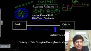 74 Capillary Electrophoresis Mass Spectrometry Link2 [upl. by Hgielsel643]