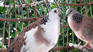 most Beautiful Fancy Spotted Doves [upl. by Kliment960]