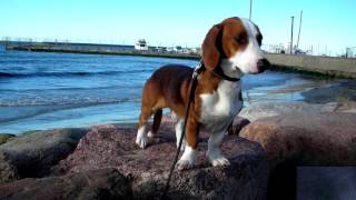 Drever  Swedish Dachsbracke  Dog Breed [upl. by Trill]