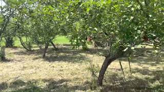 The Orchard is Cleared Living a Good Life on the Homestead [upl. by Jamima]