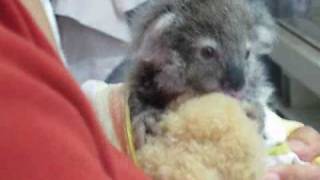 Tinkerbell tiny koala joey feeding [upl. by Nit579]