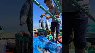 Skipjack fishing boats catch lots of fish [upl. by Baten]