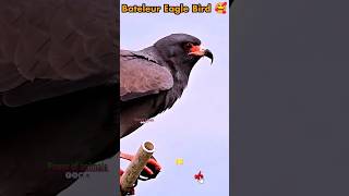 bateleur Eagle Bird eaglepower animals eaglefight shorts [upl. by Okoyik]