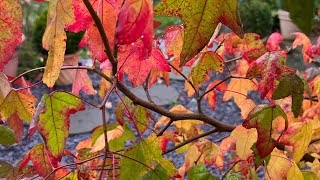 Liquidambar Styraciflua Aka Sweet Gum Tree  Autumn Update  Tree For Autumn Colour [upl. by Ellinger]