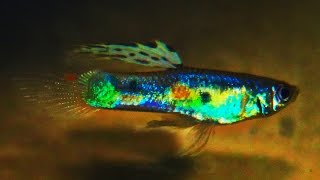 Brazilian Wild Guppy  Poecilia reticulata Rio Jufari ᴴᴰ [upl. by Olmsted]