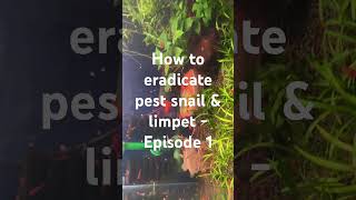 How to eradicate pest snail amp limpets  Episode 1 [upl. by Glynas]