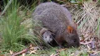 Tasmanian Pademelon with Joey in Pouch [upl. by Domph]