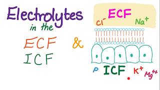 Electrolytes in the ECF and ICF  Sodium Potassium Chloride Calcium HCO3  Homeostasis [upl. by Nnaeiluj]