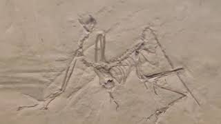 Original Archaeopteryx Nr7 The Munich specimenBavarian State Collection [upl. by Ahs]