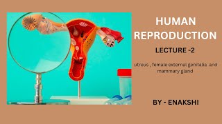 human reproduction lecture 2  uterus female external genitalia  mammary gland [upl. by Neerac]