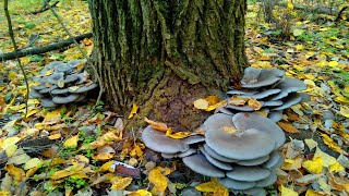 Mushroom picking oyster mushrooms [upl. by Nibla]