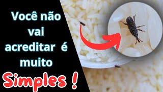 surpreendente como eliminar caruncho ou gorgulho do arroz é simples [upl. by Pussej]