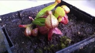 How to care for Darlingtonia Californica Cobra lily care [upl. by Casie351]