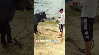 New Racer Jhota 🐃 Buffalo bull viralvideo farmers dairyfarm farmerprotest farmer khetibadi [upl. by Marve]