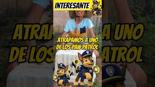 Atrapamos a uno de los paw patrol 😱😰 Interesante Asombróso 😰😱 [upl. by Akemahc]