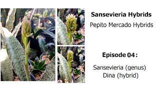 Sansevieria Dina  Pepito Mercado Hybrids Episode 04 [upl. by Anoyek]