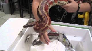 Unboxing Female Red Bull Blood Python [upl. by Akiner]