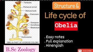 Structure and life cycle of Obelia l BSc Zoology l Full details l Explanation l kkeducationn [upl. by Tezile]